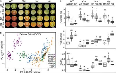 Single and Double Mutations in Tomato Ripening Transcription Factors Have Distinct Effects on Fruit Development and Quality Traits